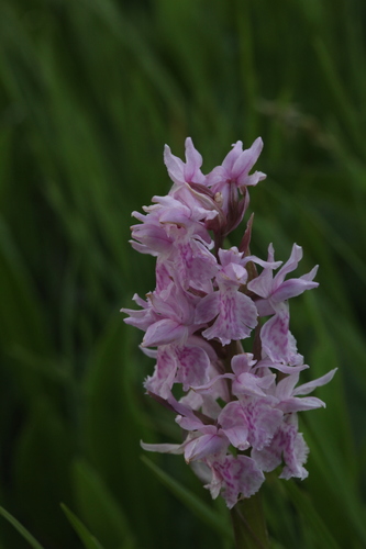 Black Sea Marsh Orchid