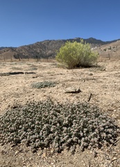 Euphorbia vallis-mortae