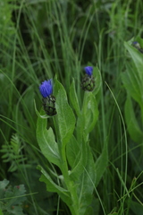 Centaurea nigrofimbria