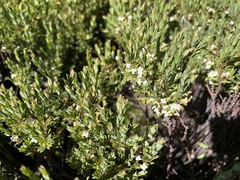 Pimelea axiflora alpina