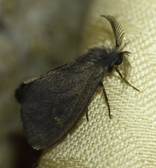 Cryptothelea nigrita