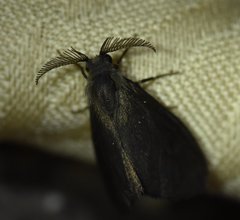 Cryptothelea nigrita