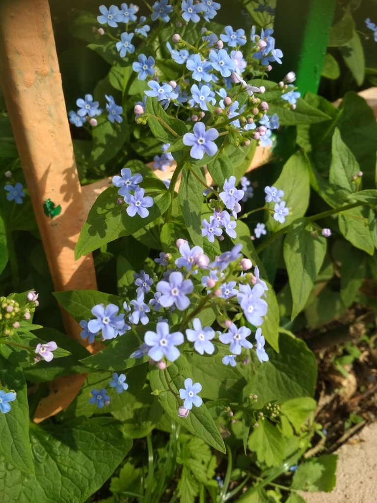 True Siberian Bugloss