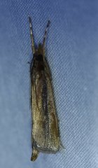 Carectocultus perstrialis