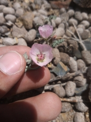 Sphaeralcea philippiana