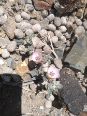 Sphaeralcea philippiana