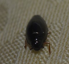 Gyrinus elevatus