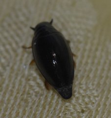 Gyrinus elevatus