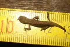 Brookesia