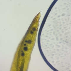 Racomitrium microcarpon