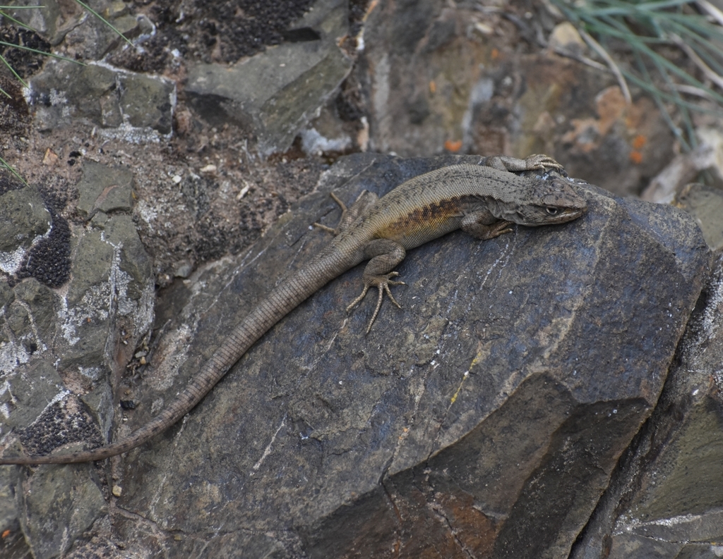 Liolaemus parvus in December 2021 by Damián Ganime · iNaturalist