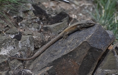 Liolaemus parvus