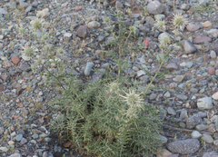 Echinops spinosissimus