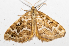 Asaphodes clarata