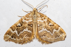 Asaphodes clarata
