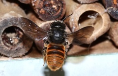 Megachile ustulata