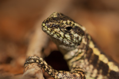 Liolaemus septentrionalis