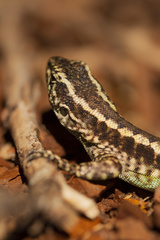 Liolaemus septentrionalis