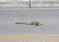 Sciurus niger