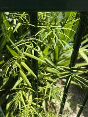 Geitonoplesium cymosum