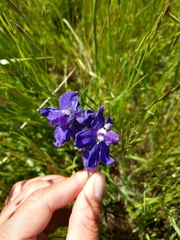 Delphinium decorum decorum