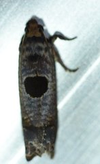 Episimus augmentana