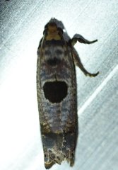 Episimus augmentana