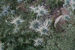 Echinops spinosissimus