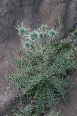 Echinops spinosissimus