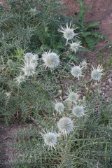 Echinops spinosissimus