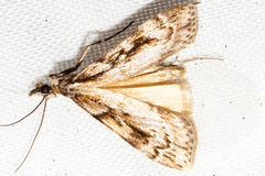 Scoparia cyameuta