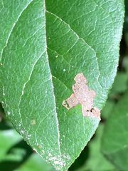 Cameraria gaultheriella