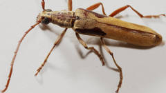 Uracanthus griseus