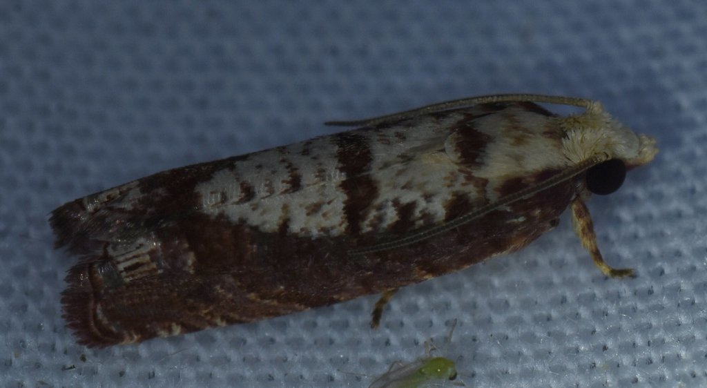 Episimus kimballi