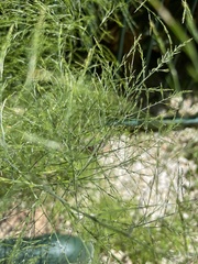 Asparagus virgatus
