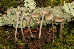 Hydropus praedecurrens