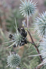Echinops spinosissimus