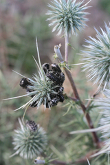 Echinops spinosissimus