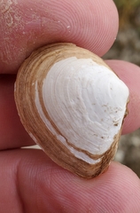 Austromacoma constricta