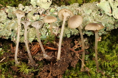 Hydropus praedecurrens