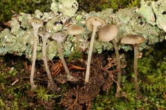 Hydropus praedecurrens