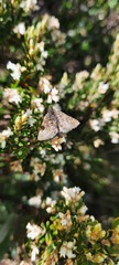 Chrysolarentia melanchlaena