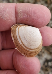 Austromacoma constricta