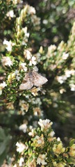 Chrysolarentia melanchlaena