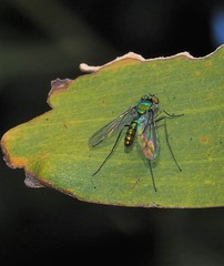 Heteropsilopus cingulipes