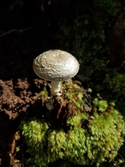 Amanita austrostraminea