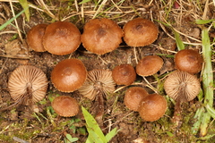 Inocybe calospora