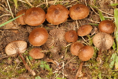 Inocybe calospora