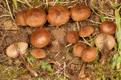 Inocybe calospora