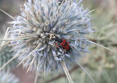 Echinops spinosissimus